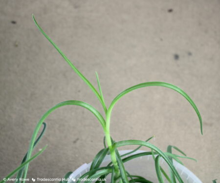 Stem of Tradescantia hirta 'Swifttale' with drooping leaves