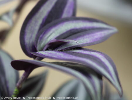 Bodly contrasting purple and silver leaf surface scattered with hairs