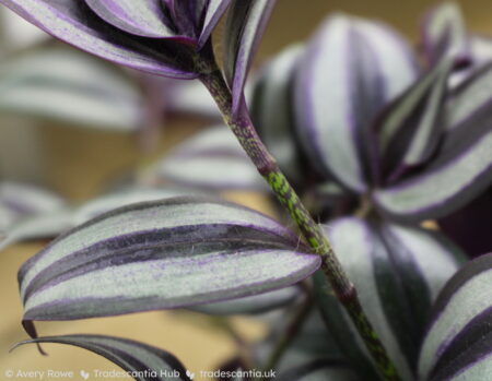 Dark purple stem with light green freckles