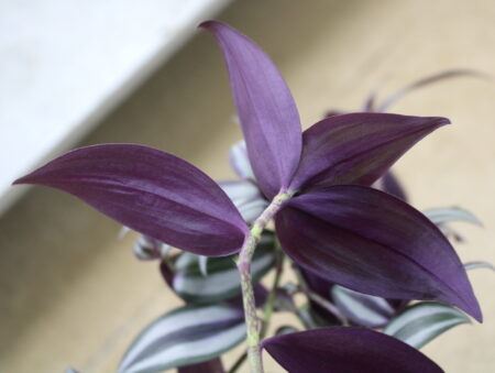 Dark purple shimmery leaf undersides