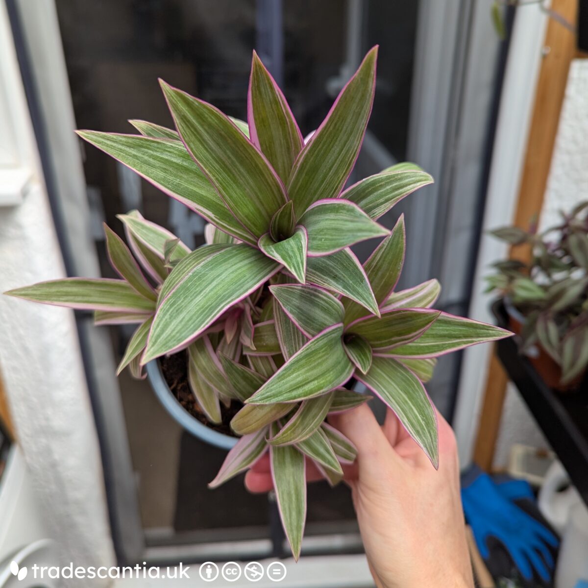 Tradescantia spathacea Sitara with a rosette of narrow pink-striped leaves