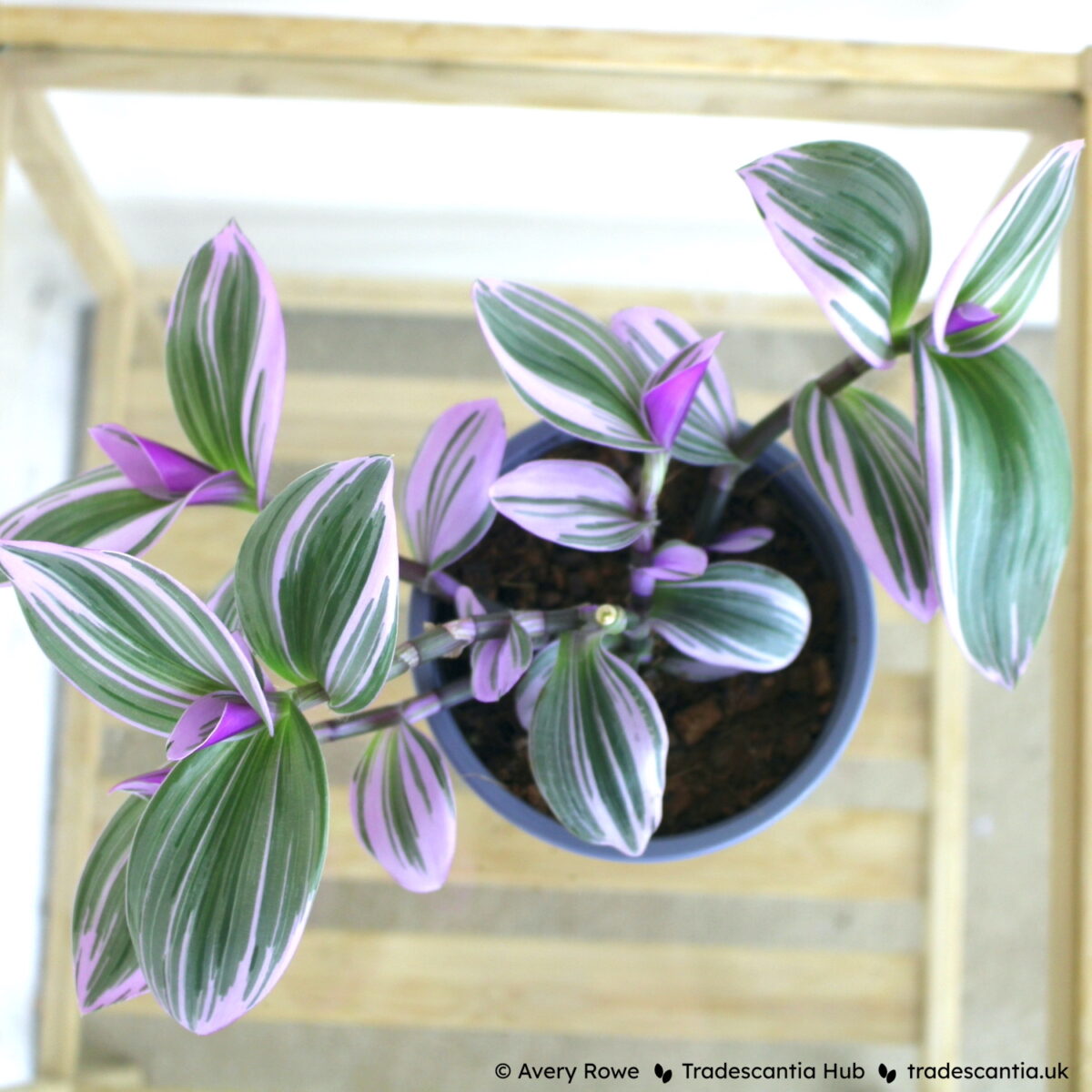 Tradescantia cerinthoides Nanouk plant with pink and greyish-green striped leaves