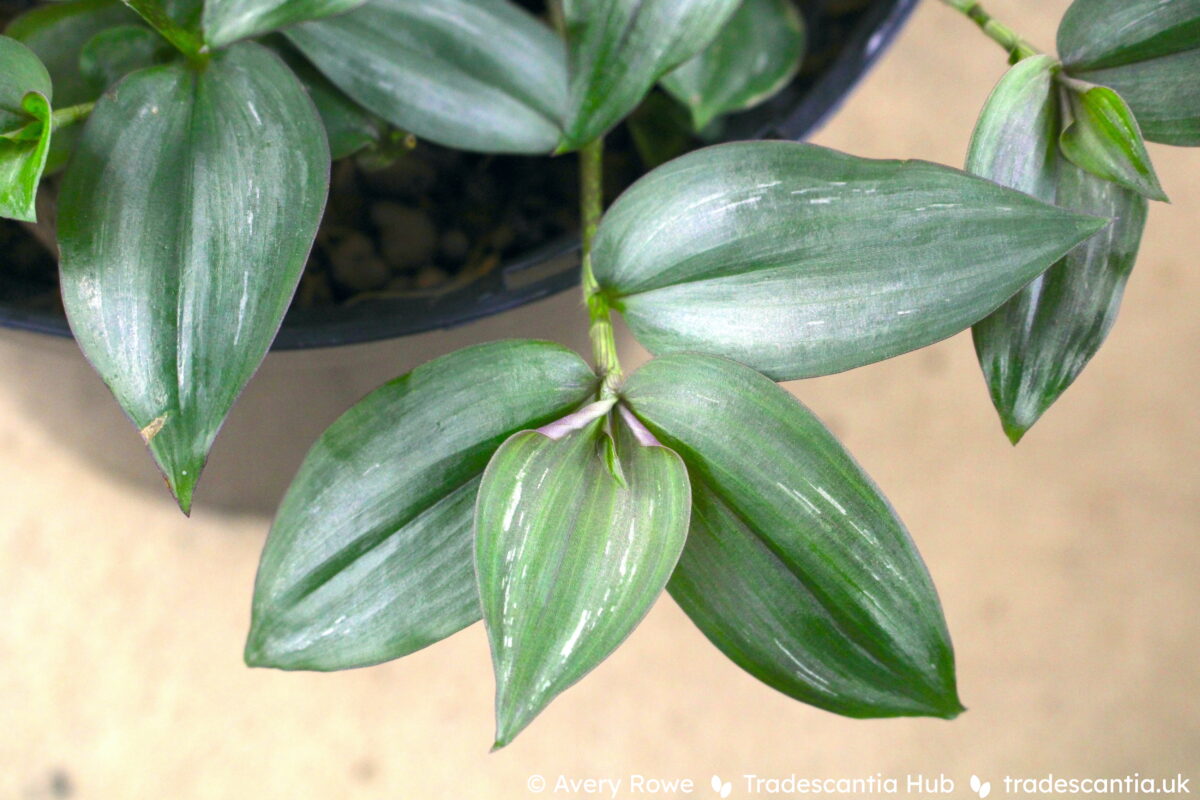 Tradescantia zebrina Flame Dance plant, with green leaves faintly streaked silver