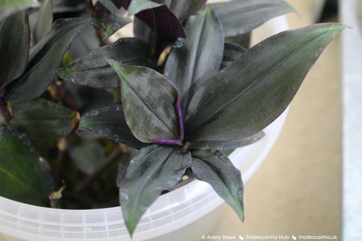 Tradescantia schippii DRATRA01 Roxxo plant with dark purple, almost black leaves