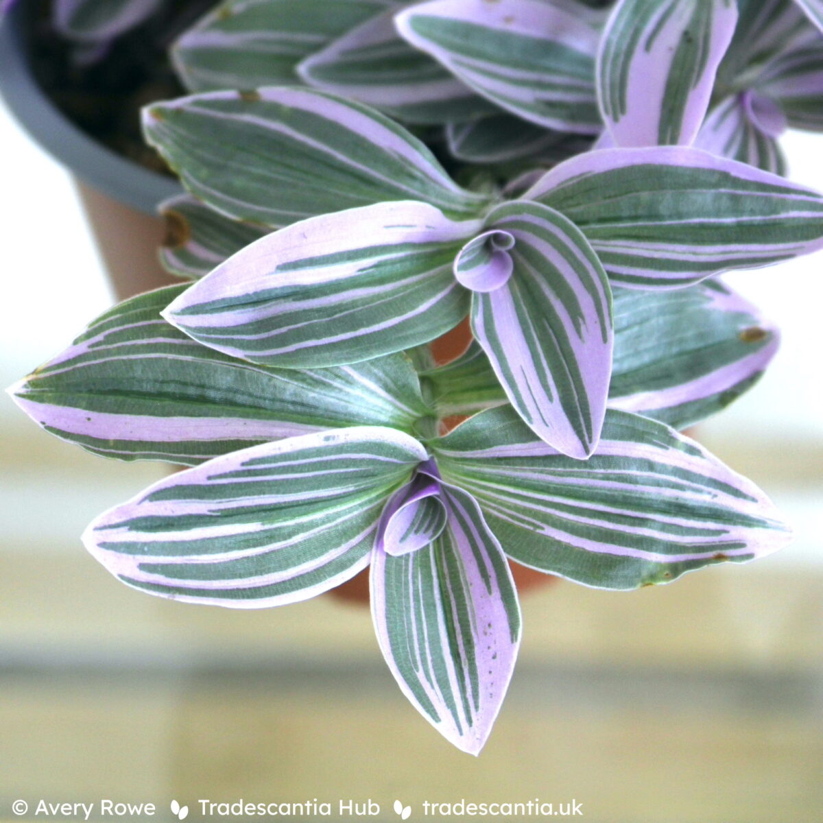 Tradescantia EC-TRADE-2011 Sweetness or Feeling Flirty plant, with greyish-green and light purple striped leaves