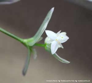 White flower of Tradescantia 'EC-TRADE-2011'