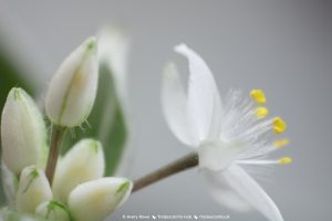 Close view of cream buds and an open white flower on Tradescantia 'EC-TRADE-2011'