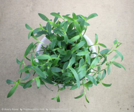 Full pot of Tradescantia brevifolia 'Scout'