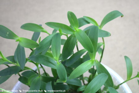 Greyish-green leaves of Tradescantia brevifolia 'Scout'