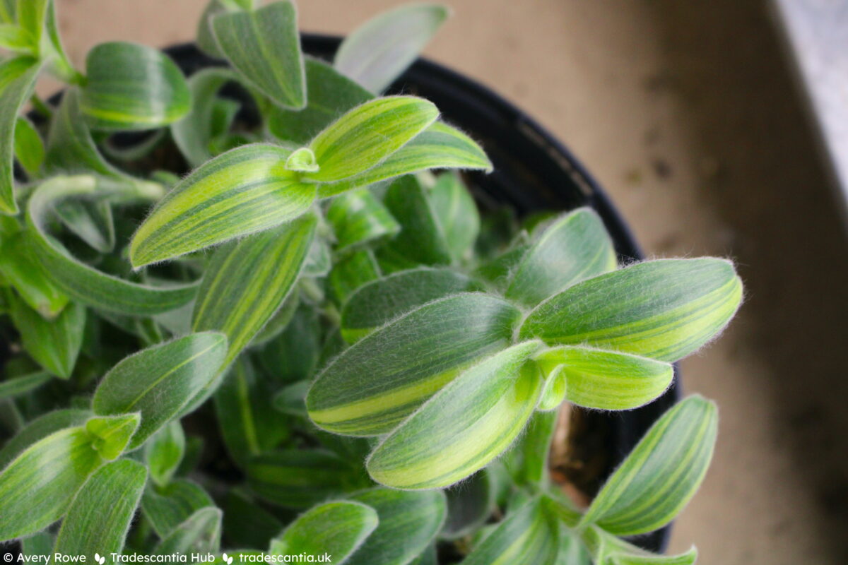 Tradescantia sillamontana Gold Stripes plant, with furry green and yellow striped leaves