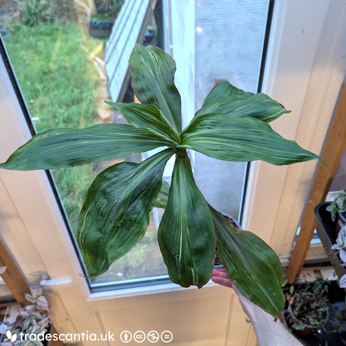 Tradescantia zanonia Scream plant with large oval leaves spiralling around the stem, with light streaks against green.