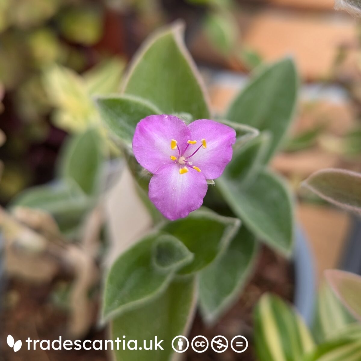 Tradescantia sillamontana Huasteca Canyon flower with large white-centred pink petals