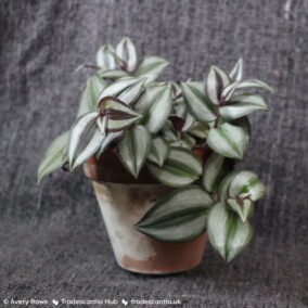 Terracotta pot of Tradescantia zebrina 'Violet Hill'