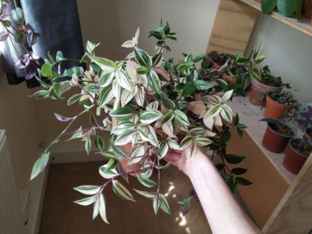 Large pot of variegated Tradescantia mundula.