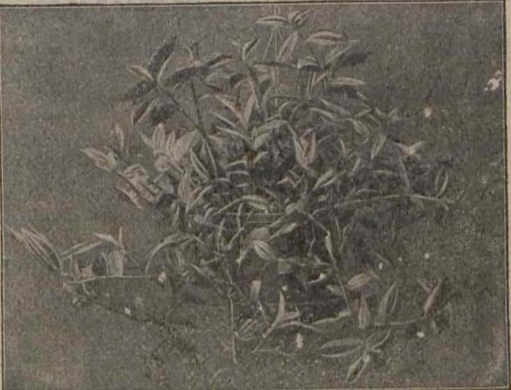 Old greyscale photo of Tradescantia 'Laekenensis'.