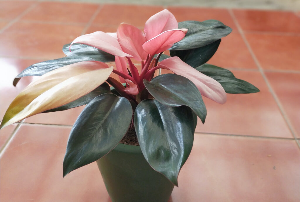 Details about   Special 10 Plants Philodendron Pink Congo DHL Express !! 
