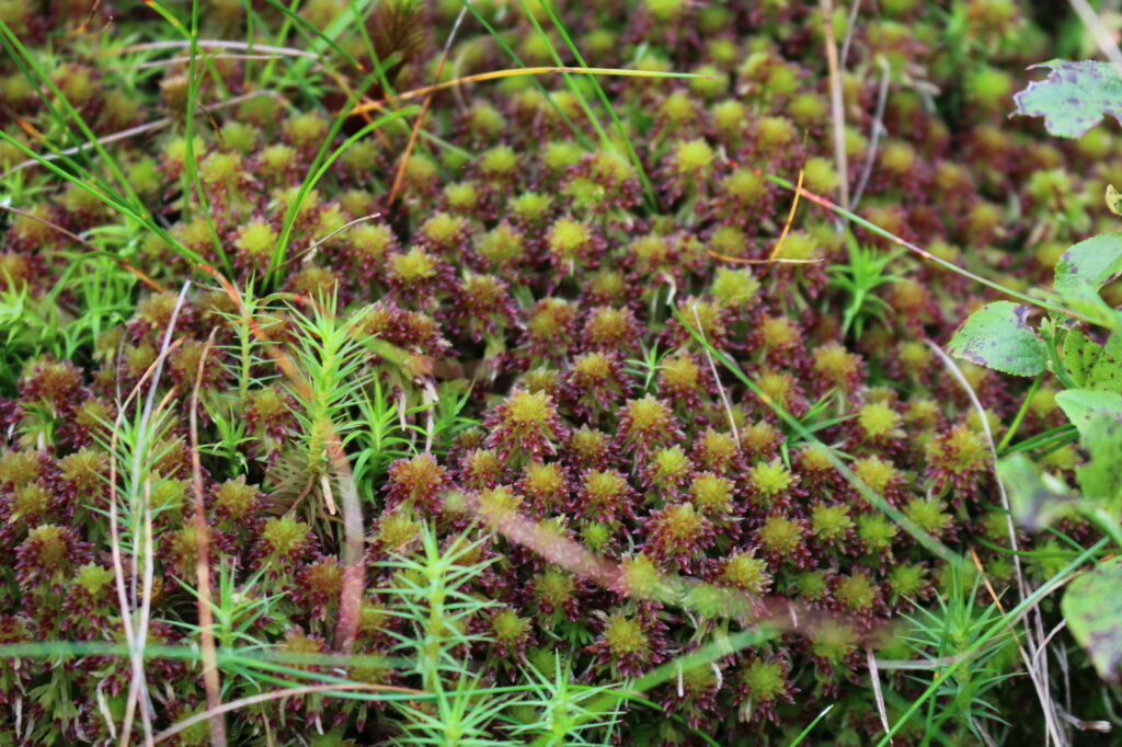 FAQs - Plant growth, Sphagnum vs Peat moss