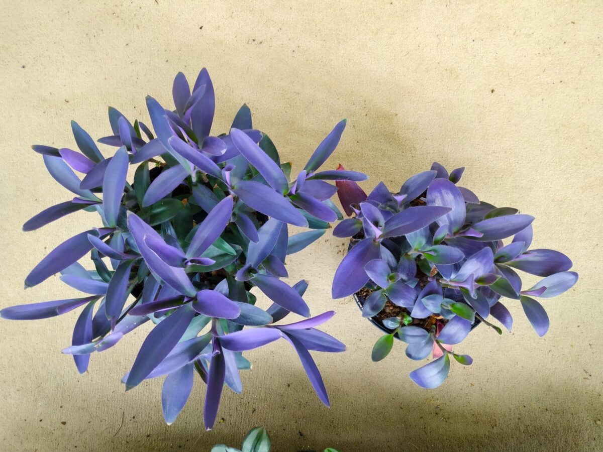 Tradescantia pallida 'Purpurea' beside Tradescantia pallida 'Purple Pixie'.