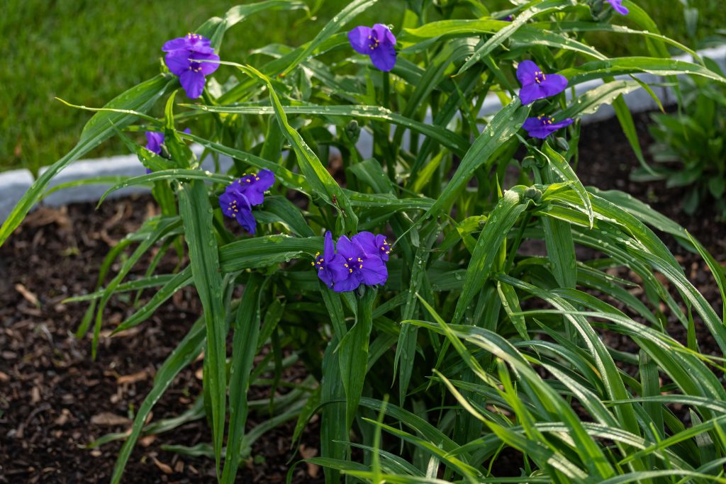 T. × andersoniana plant with grassy leaves and purple flowers