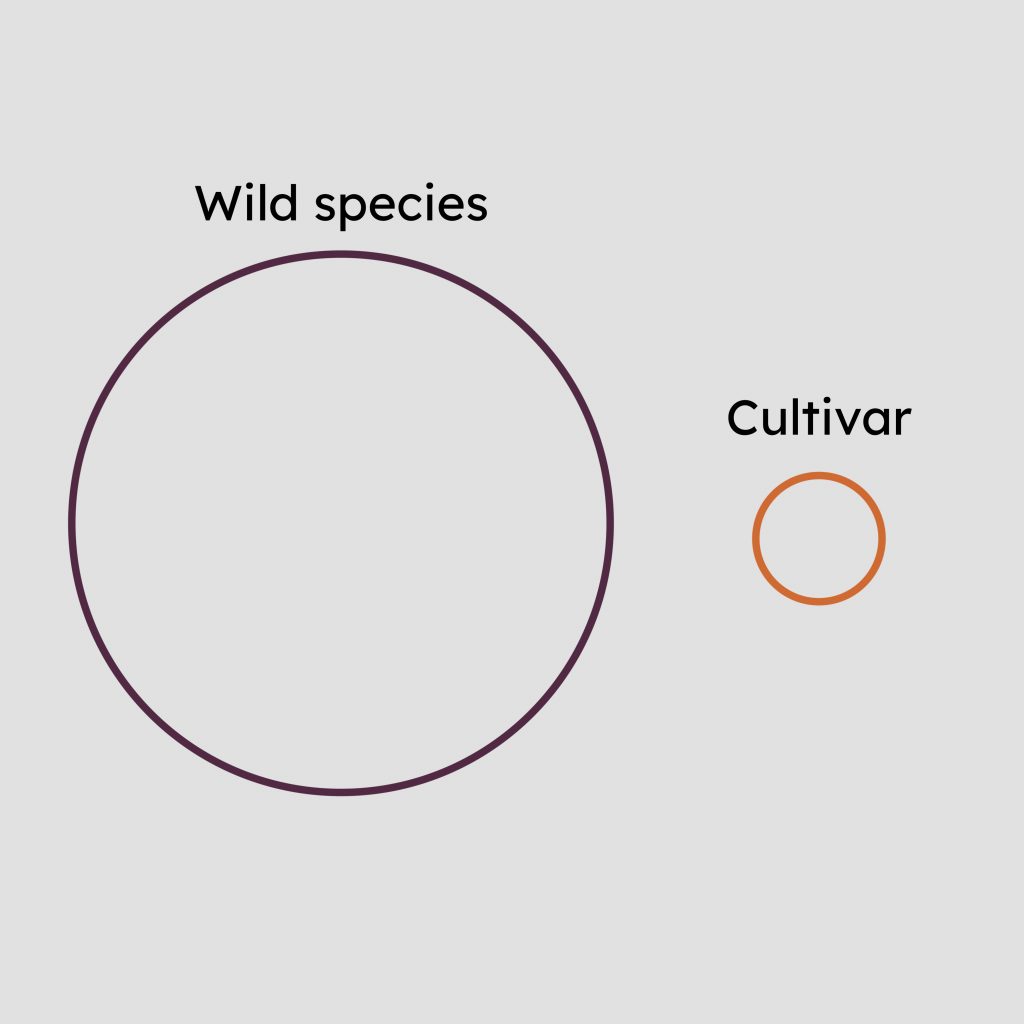 Large circle labelled "wild species", next to a smaller circle labelled "cultivar".