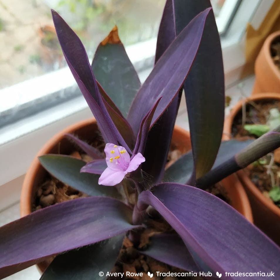 Tradescantia pallida 'Purpurea' flower.