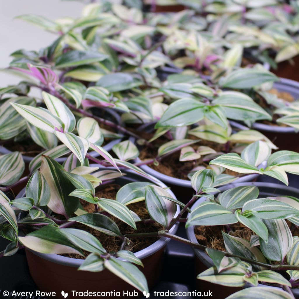 Variegated Tradescantia mundula foliage.