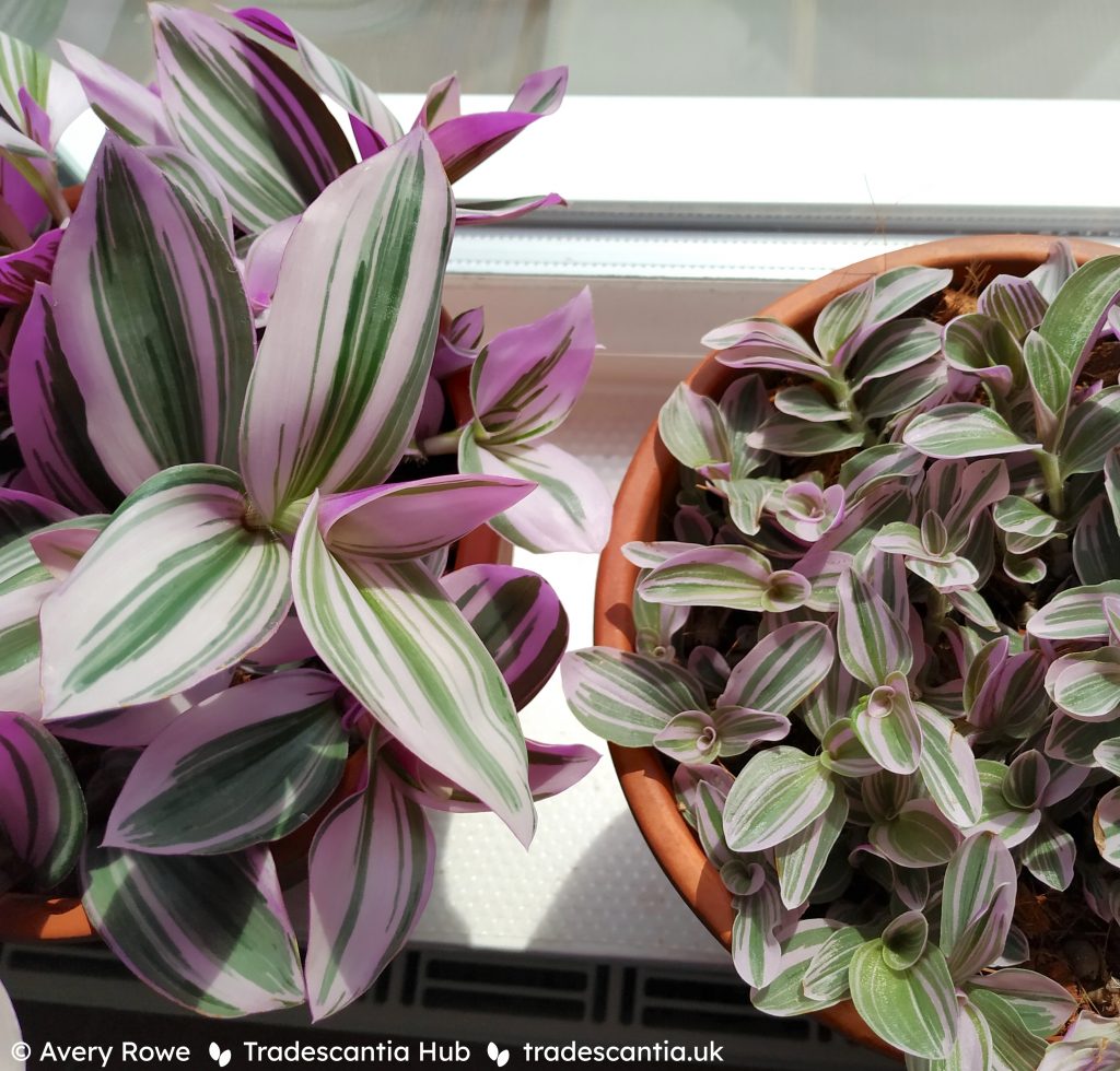 Large-leafed Tradescantia cerinthoides 'Nanouk', compared with smaller-leaf Tradescantia 'Sweetness'.