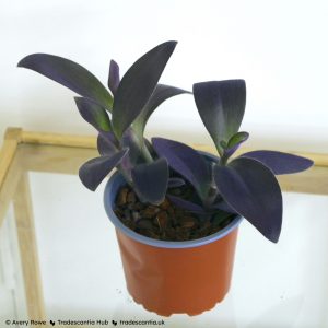 Tradescantia pallida 'Purple Pixie' small plant.