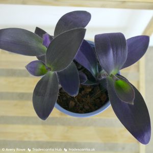 Tradescantia pallida 'Purple Pixie' small plant.