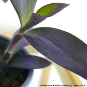 Tradescantia pallida 'Purple Pixie' leaf close up.