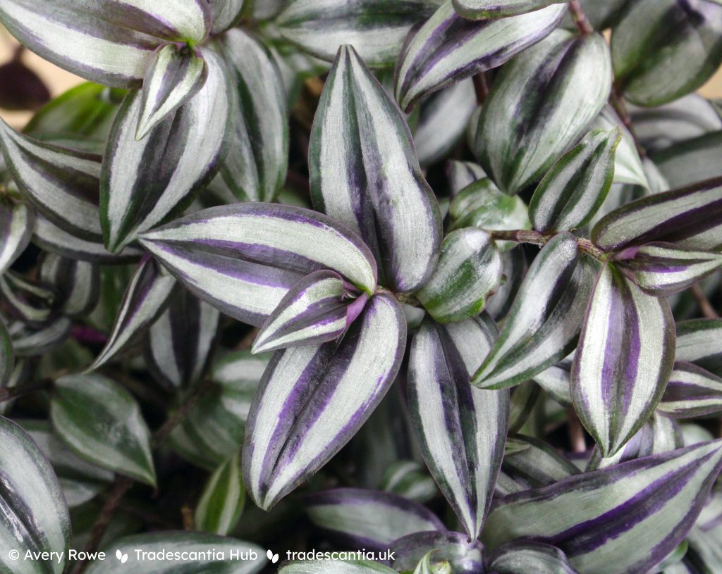 Tradescantia zebrina 'Violet Hill' foliage.