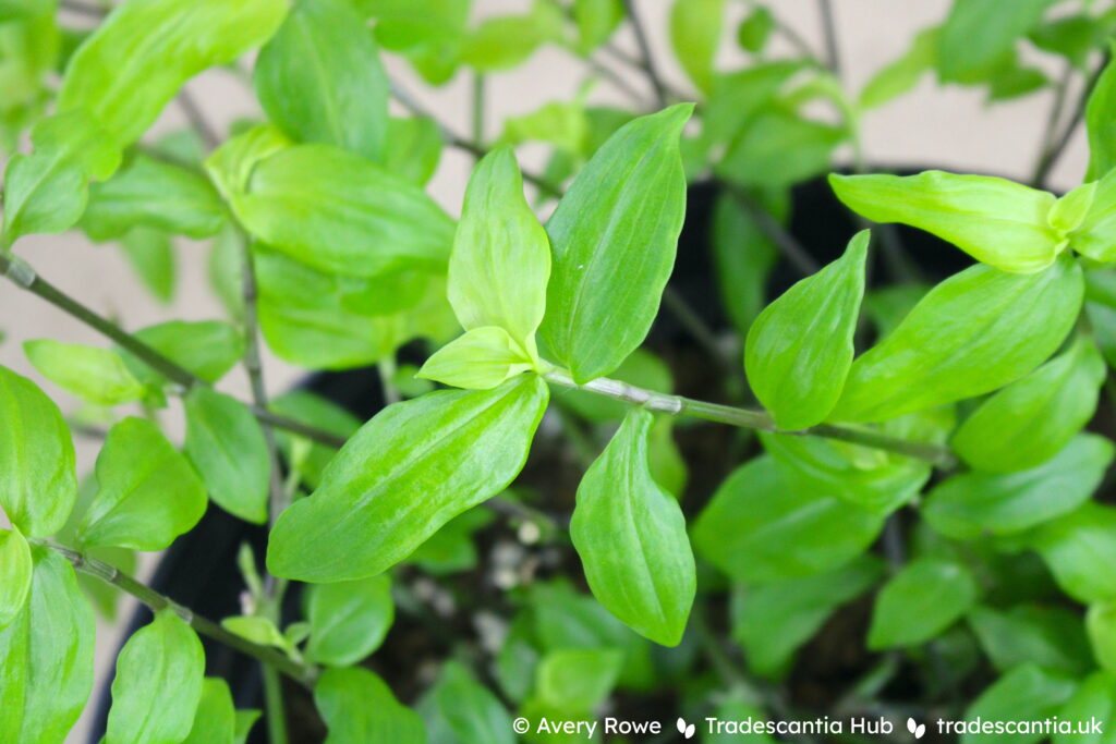 Tradescantia fluminensis &#039;Aurea&#039;, a plant with golden-lime green leaves