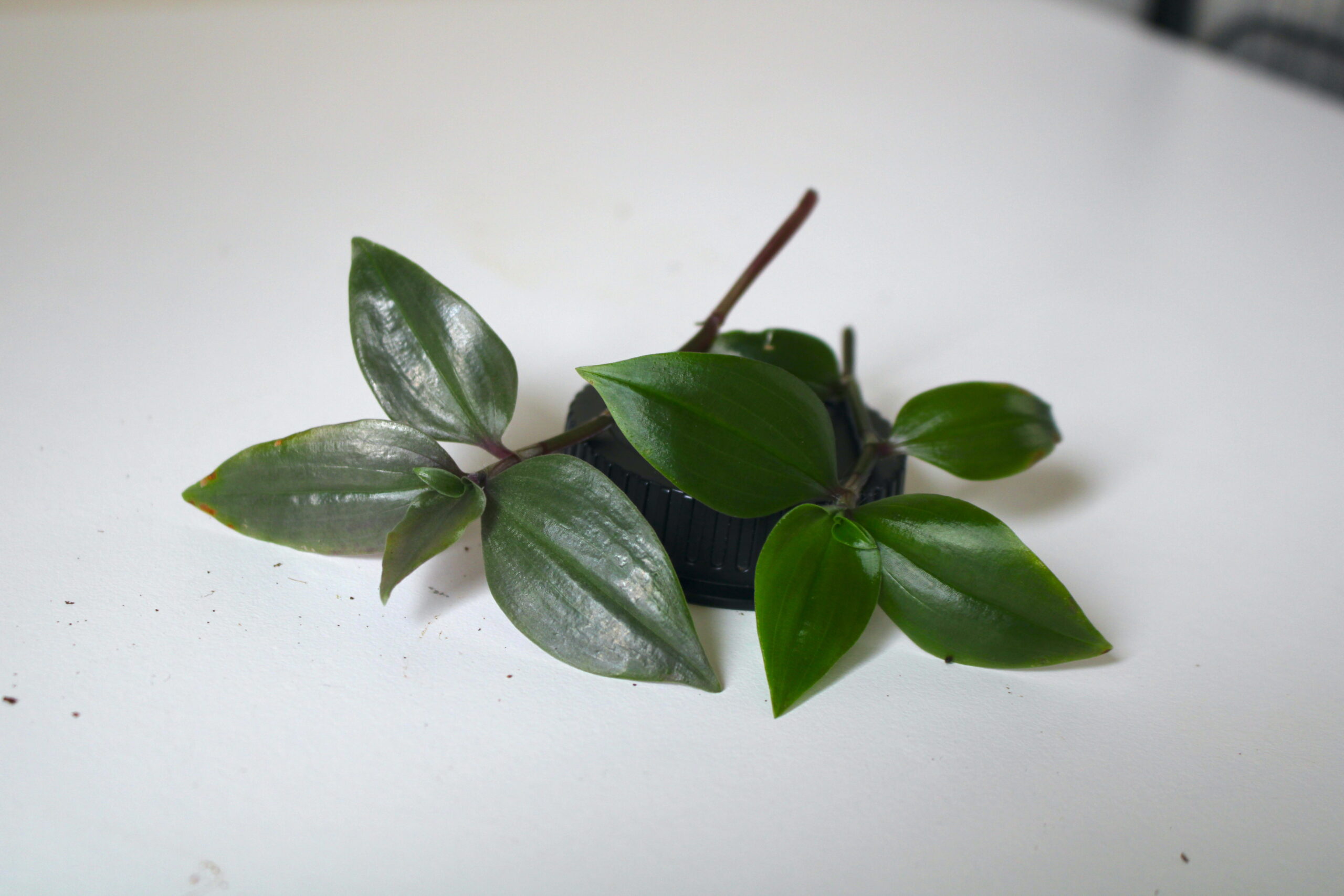 Two stems of Tradescantia mundula 'Green Hill'.