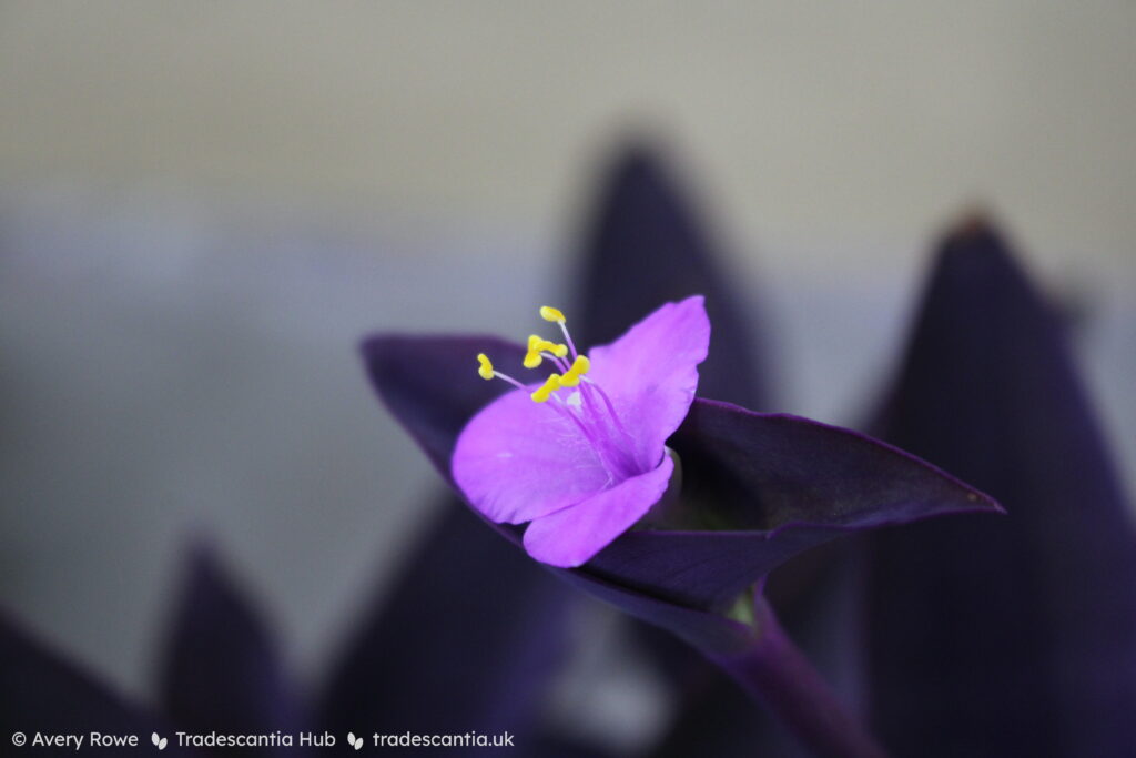 Bright pink flower on Tradescantia pallida Purple Pixie plant