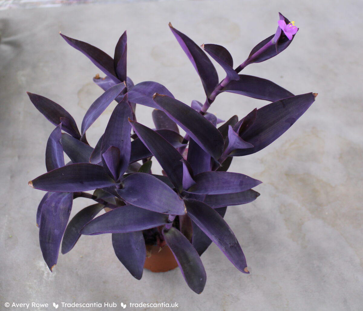 Tradescantia pallida Purple Pixie plant with intense purple leaves and a bright pink flower