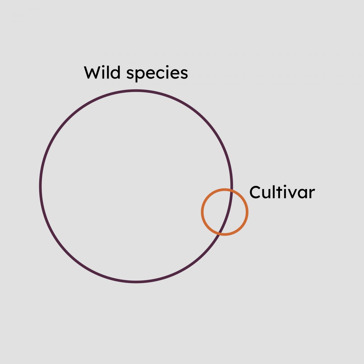 Large circle labelled "wild species", with a smaller circle labelled "cultivar" overlapping its edge.