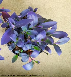 Tradescantia pallida 'Purple Pixie' large plant.