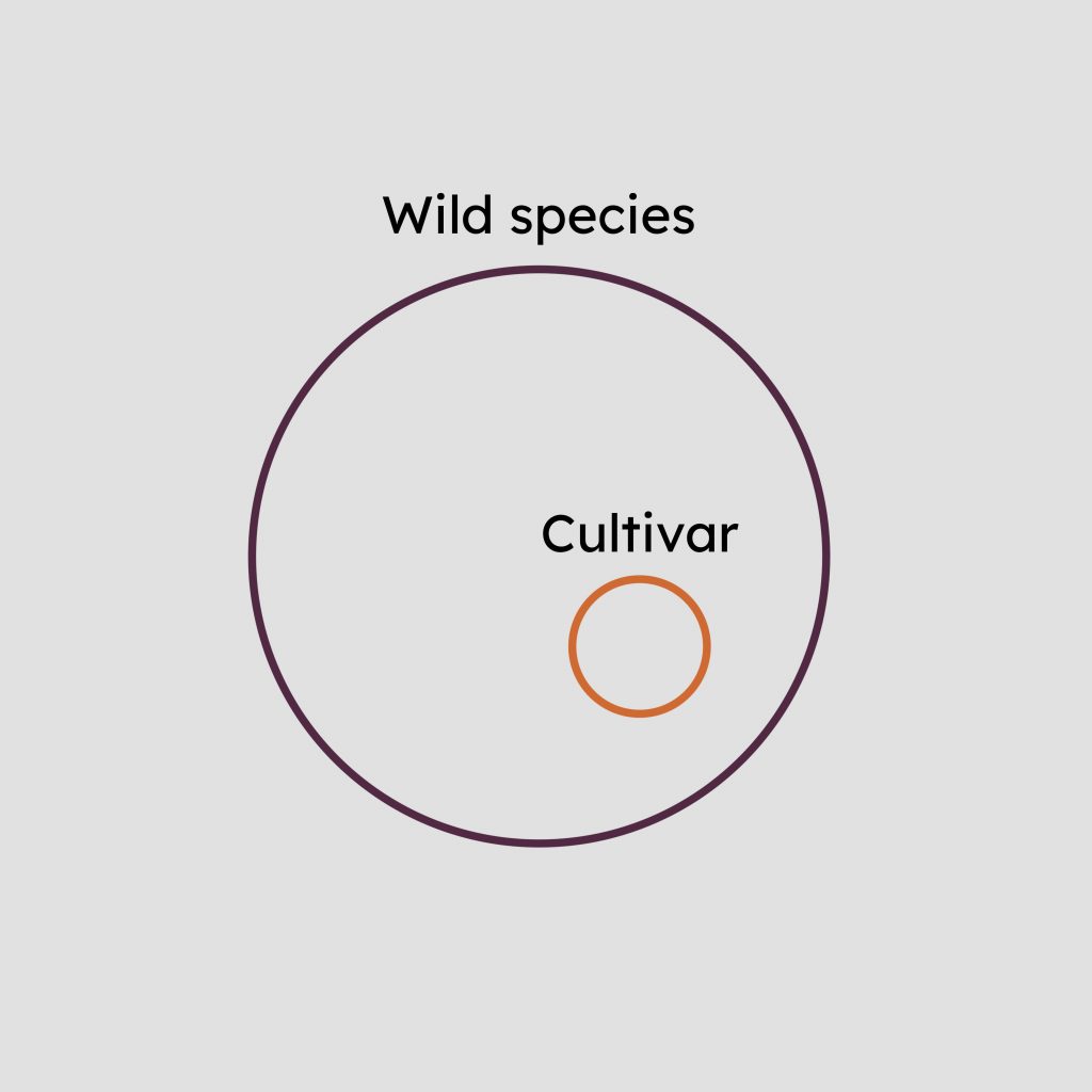 Circle labelled "wild species", containing a smaller circle labelled "cultivar".