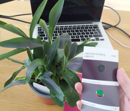 Tradescantia pallida 'Shadow Hill' leaf compared with RHS colour chart dark purplish grey, N187A.