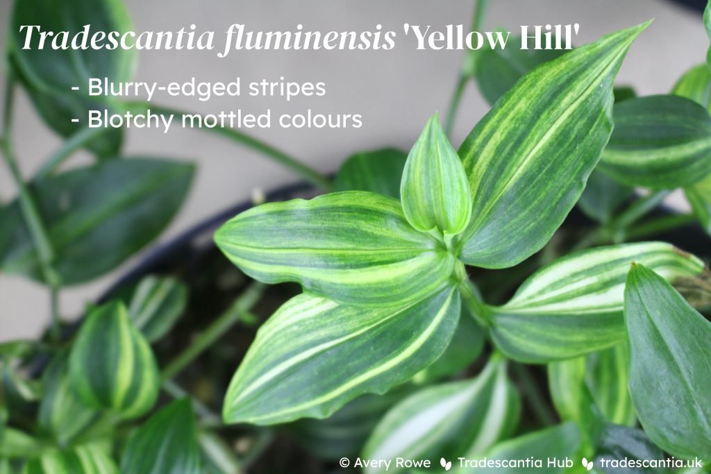 Tradescantia fluminensis 'Yellow Hill' showing blurry-edged stripes with blotchy mottled colours.