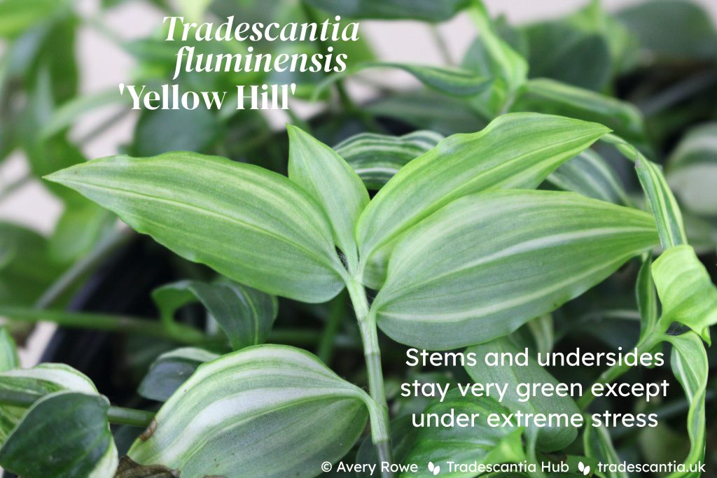 Tradescantia fluminensis 'Yellow Hill' leaves, showing that the stems and undersides are very green.