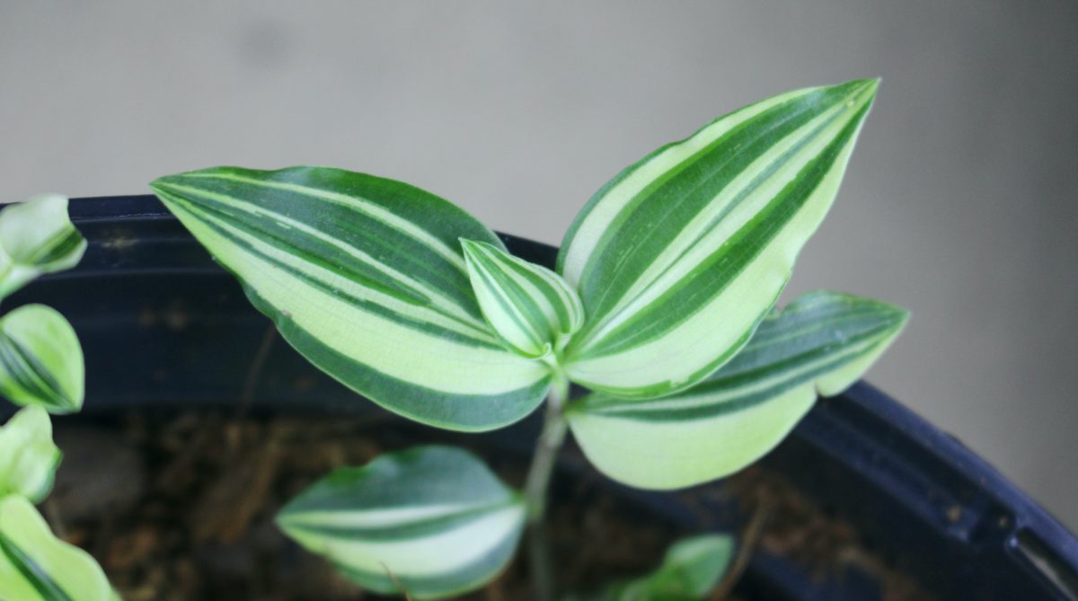White-striped Tradescantia fluminensis 'Variegata' leaves.