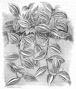 Greyscale print of Tradescantia 'Albo Variegata' or 'Albo Lineata' stems, which trail downwards with white-striped leaves.