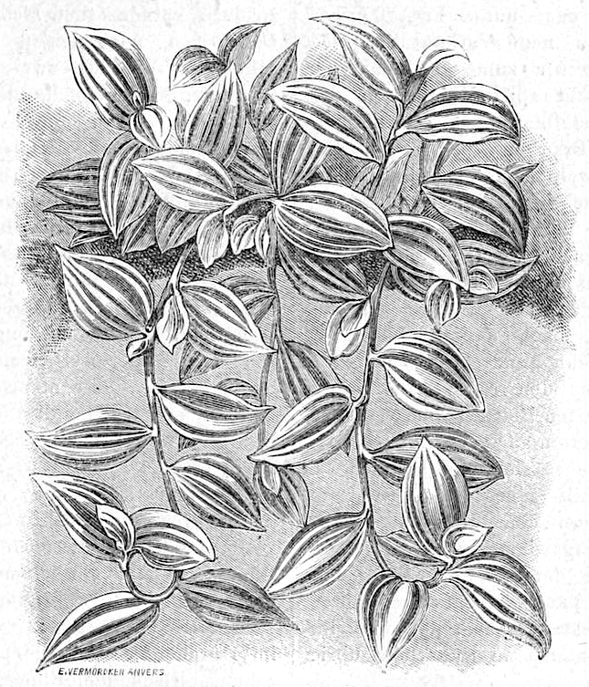 Greyscale print of Tradescantia 'Albo Variegata' or 'Albo Lineata' stems, which trail downwards with white-striped leaves.