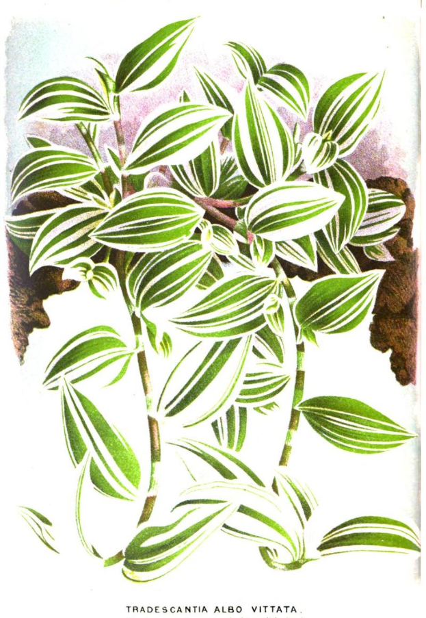 Drawing of Tradescantia 'Albo-vittata' stems, which trail downwards with white and green striped leaves.