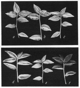 Greyscale photo of Tradescantia fluminensis 'Albostriata' stems, with variable amounts of white striping.