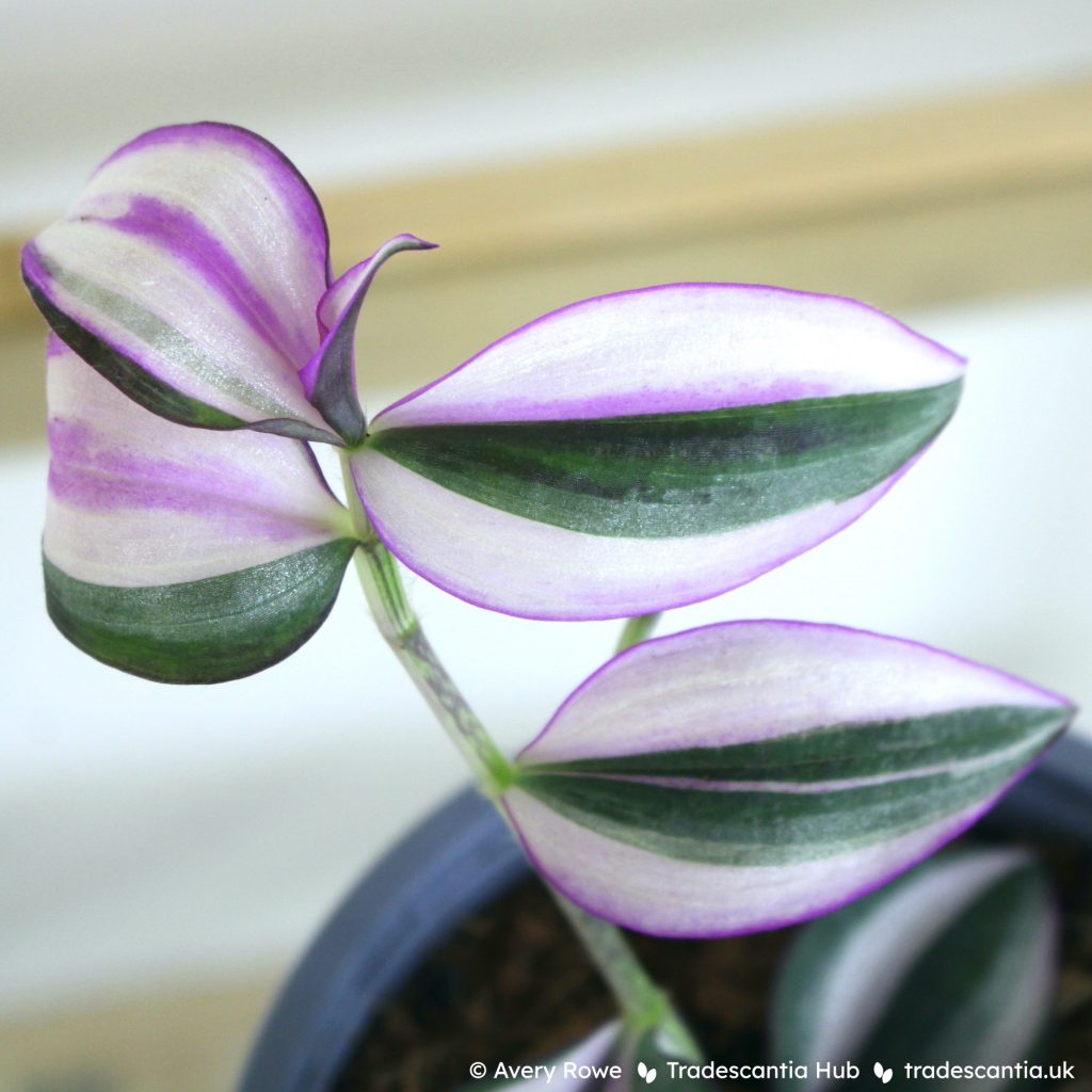 Tradescantia zebrina 'Quadricolor' stem, with pink and white variegation.