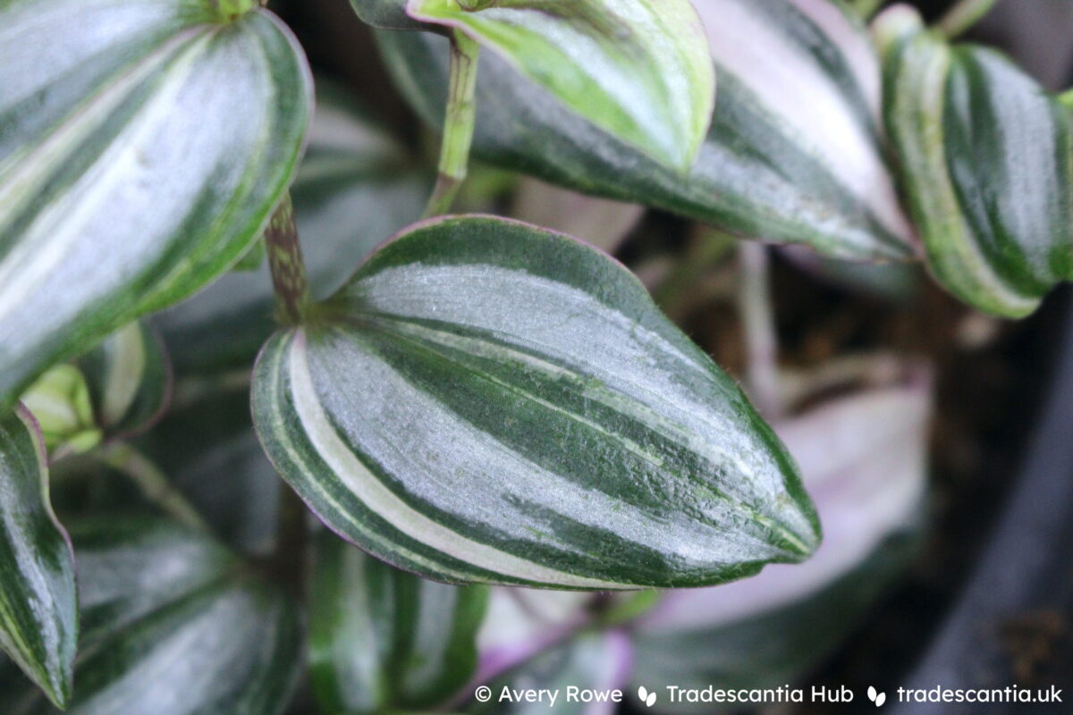 Tradescantia zebrina 'Danny Lee' leaf.