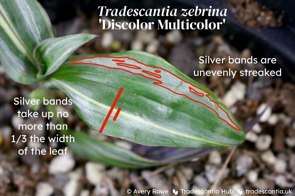 Tradescantia zebrina 'Discolor Multicolor' showing streaked silver bands taking up less than one-third the leaf width.