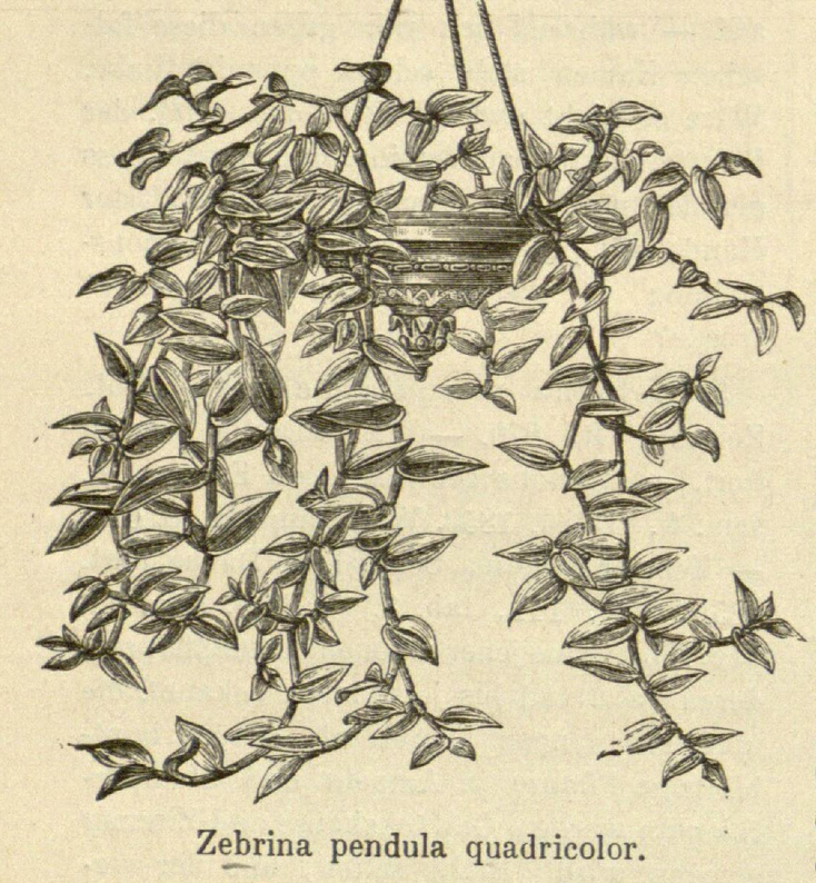 Line drawing of Tradescantia zebrina 'Quadricolor', labelled "Zebrina pendula quadricolor".